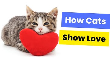 How Cats Show Love: Understanding Your Feline Friend’s Affection