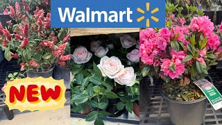 WALMART BEST NEW PLANTS ARRIVALS FOR SPRING/SUMMER | HOW TO MAKE YOUR GARDEN BEAUTIFUL?
