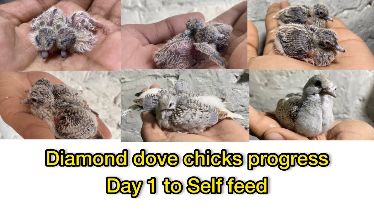 Diamond dove chick progress from day 1 to self feeding | day to day progress of dove chicks
