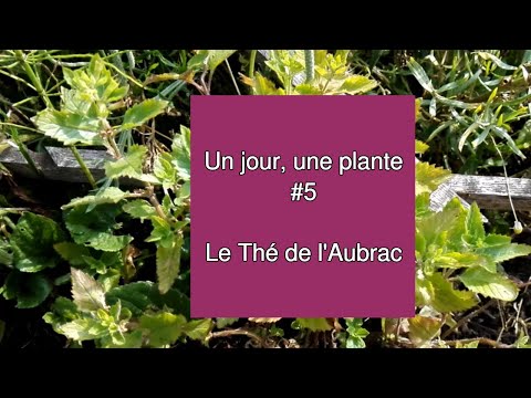 Vidéo: Thé De Votre Jardin