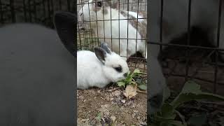 Locked up the big rabbit who liked to bully the little rabbit. rabbit cute bunny animals pets