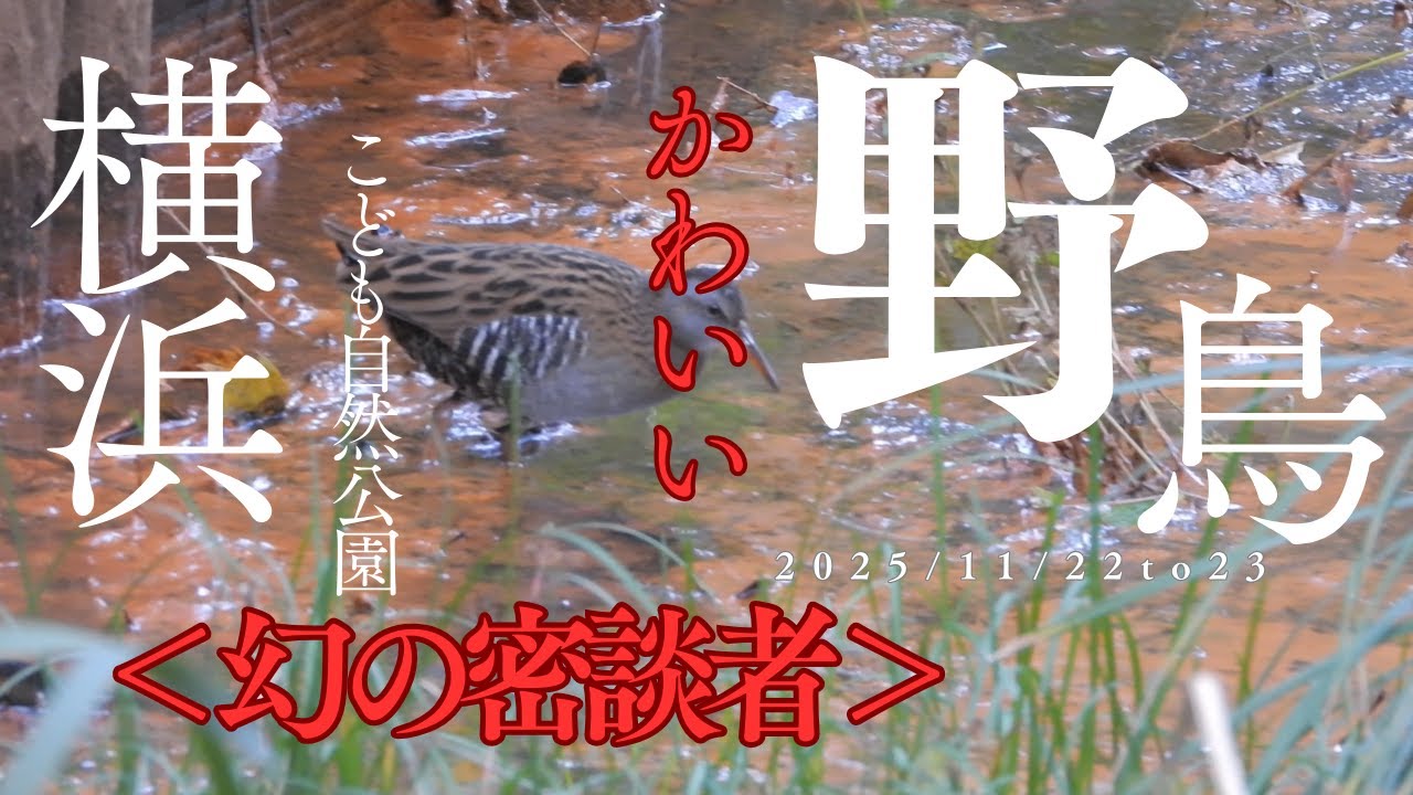 【極秘情報】“幻の密談者”クイナが棲む森 - 横浜の自然に隠された秘密を追う -
