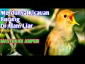 Merdunya Kicauan Burung Di Alam Liar Masteran Ampuh Mp3 - Mp4 Download