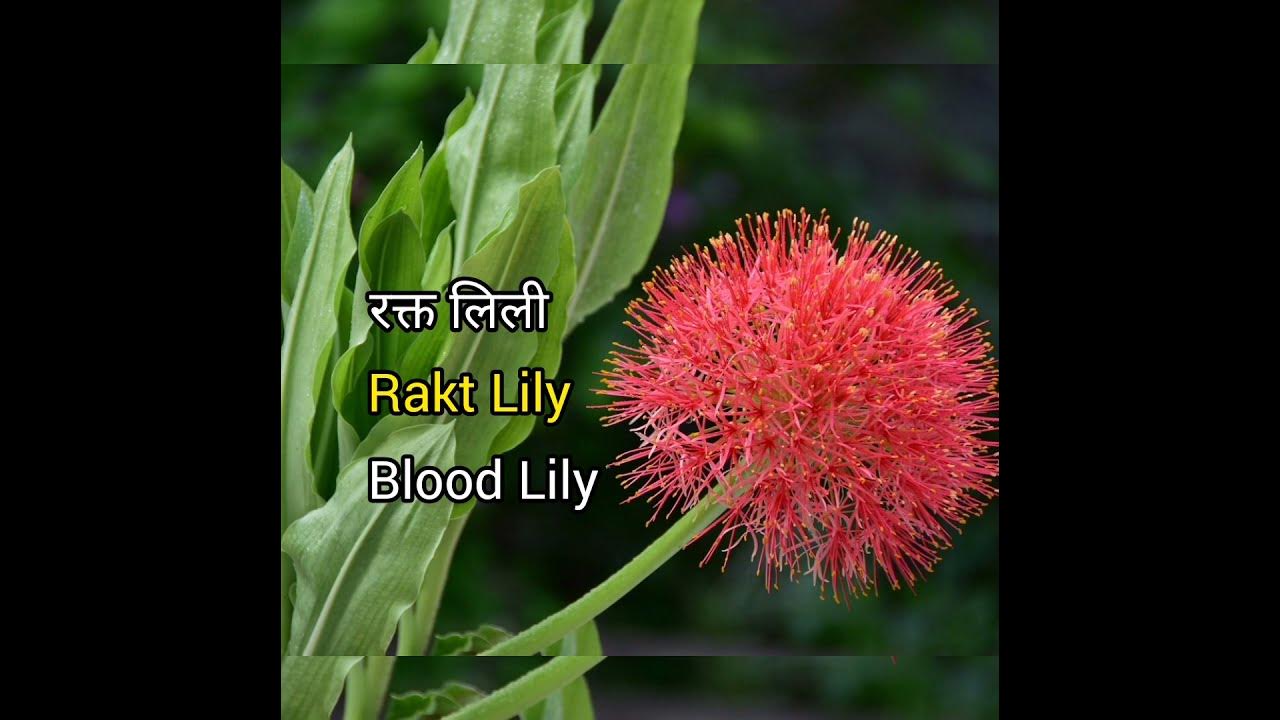 blood-lily-meaning-in-hindi-with-picture-blood-lily-matlab-kya-hai