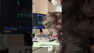 心臓検診(愛玩動物看護師小沼さん)