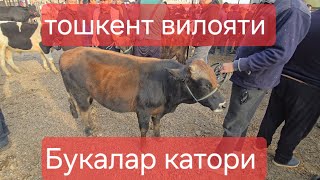 видео: Тошкент вилояти ОККОРГОН ТУМ чорва бозори букалар катори 25.10.2025  картинка: Тошкент вилояти ОККОРГОН ТУМ чорва бозори букалар катори 25.10.2025