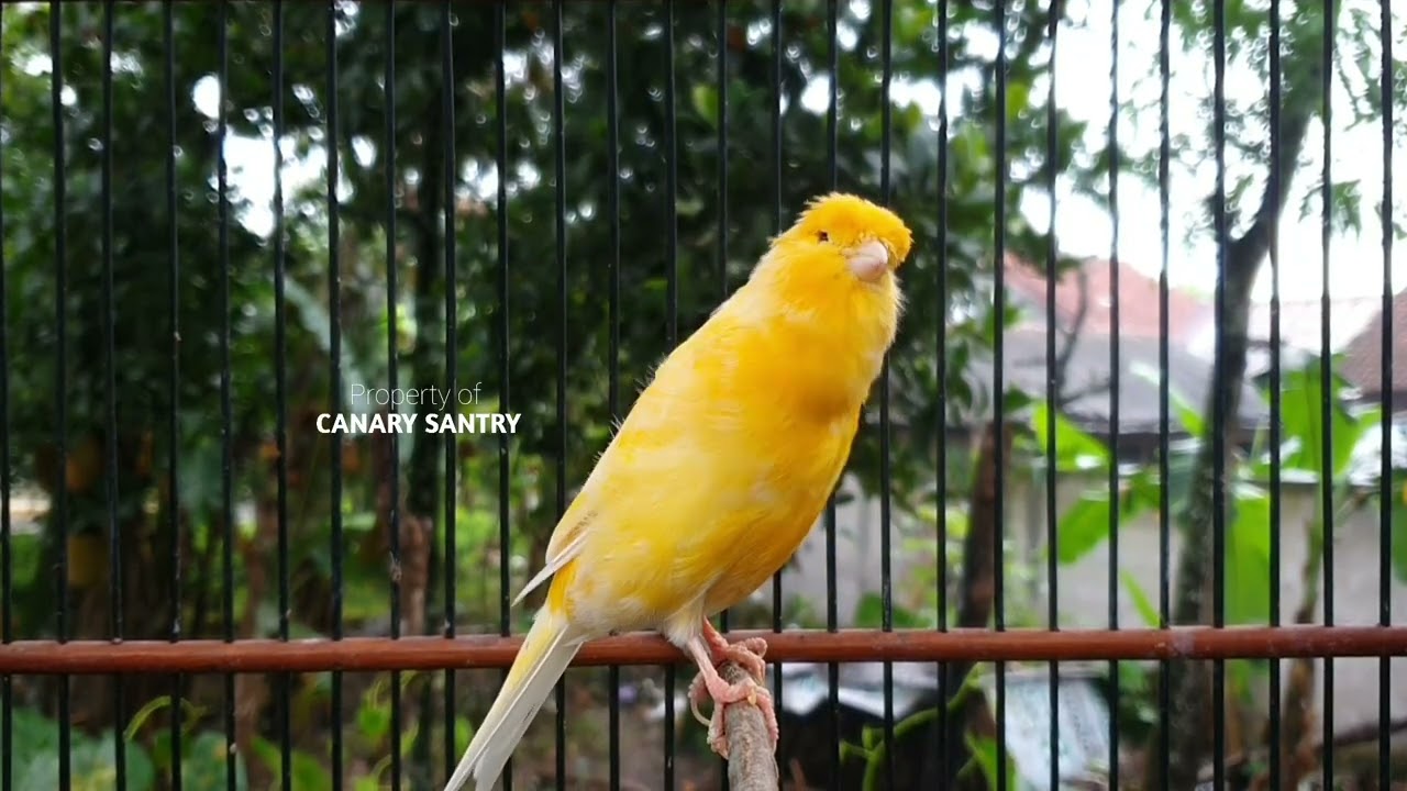 ОПАСНО❗ Канарейка не перестанет петь после этого.