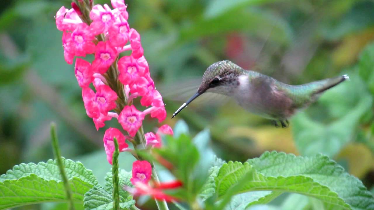Stachytarpheta Coral Snakeweed