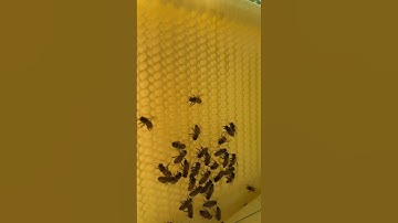 Flow Hive Update: Do My Bees Prefer Traditional🍯Frames Over the Plastic Flow Frames? Pt.1 #flowhive