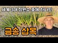 금송 삽목 ㅡ 세계 3대 정원수 중에 하나