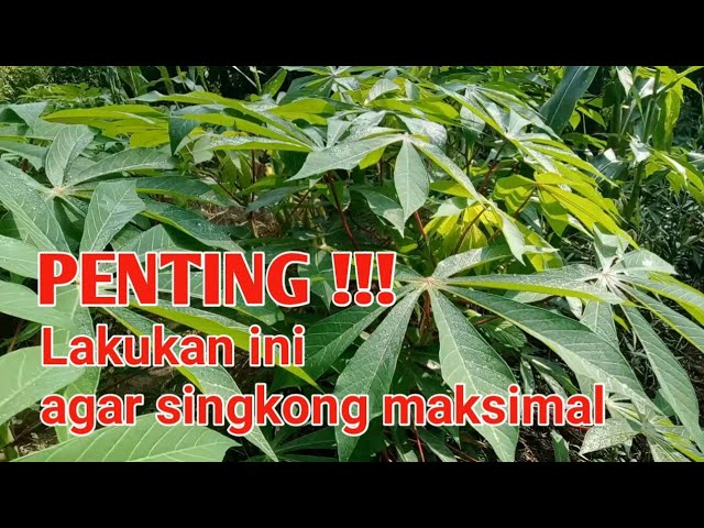 CARA PRUNING TANAMAN SINGKONG YANG BAIK DAN BENAR class=