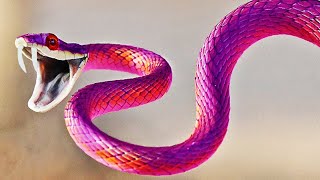 10 Most Dangerous Snakes