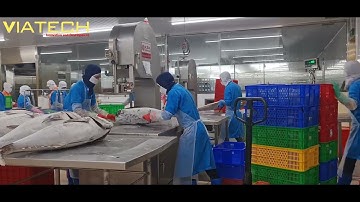 #maycua Máy cưa cá ngừ Akiyama 600S và 400S