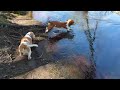 Basset Hounds can't swim! の動画、YouTube動画。