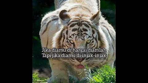 story wa macan putih