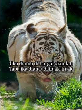 story wa macan putih
