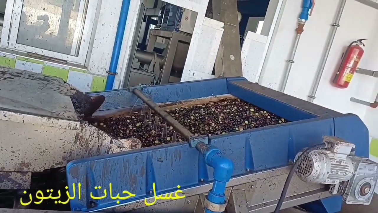 زيت الزيتون 2024 بالخروبة سيدي رضوان زومي نواحي وزان. معصرة الحاج علي، ثقة و جودة قل نظيرها