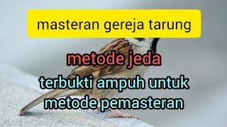 masteran gereja tarung metode jeda❗gampang diresapi oleh burung dan gampang ditirukan