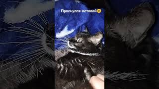 Нечего разлеживать,если проснулся,тарелка ждёт😆#cat #like #funny #прикол #shorts #love #short #top