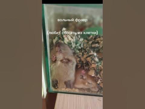 #сородичи - YouTube