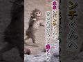 PUNCH 未来へ走るパンチくん…小さな勇気に世界が感動 🐒 #monkey #punch #viral