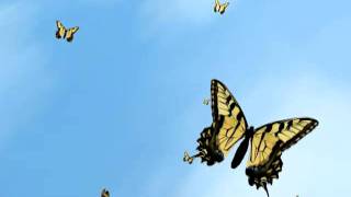 3D Max  Butterfly Animation test