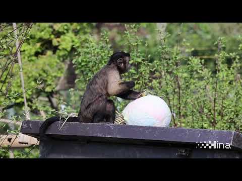 Podjela pisanica životinjama u Zoološkom vrtu Grada Zagreba