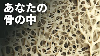 皆さんが生きているのは骨の中の存在のおかげ