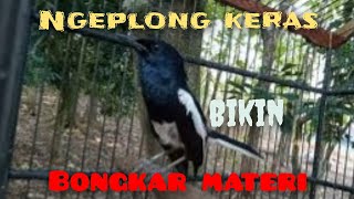 Kacer Ngeplong Nembak-Nembak Manggil Lawan Bikin Kacer Lain Emosi Dan Bongkar Materi