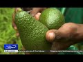South african avocados gain traction in chinese market