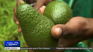 South African avocados gain traction in Chinese market