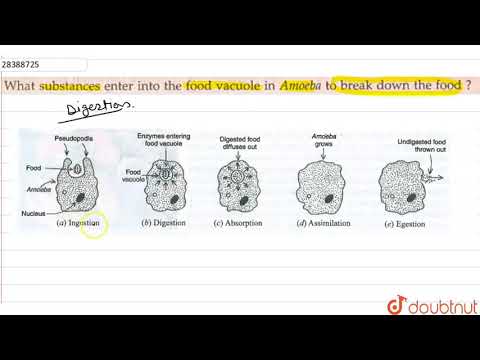 Videó: Hogyan emésztődik fel a vakuólumban lévő anyag?