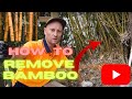 HOW TO REMOVE BAMBOO ROOTS FROM THE GROUND