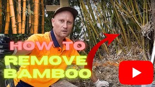 HOW TO REMOVE BAMBOO ROOTS FROM THE GROUND