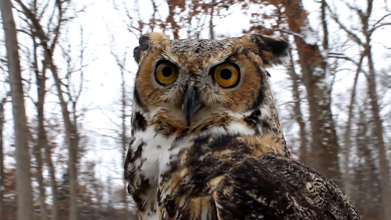 McHenry County Conservation District YouTube