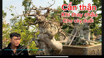 Em chính chia sẻ thời điểm thay chậu cho cây Duối và cách sử lý khi cây duối hiện tượng chết