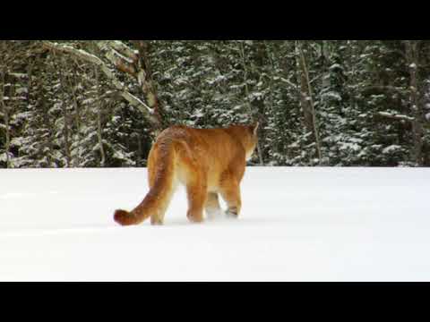 Mountain Lion Walking In Winter Snow