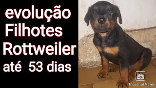 evolução  filhotes de  Rottweiler  ate 53 dias...