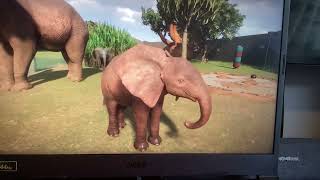 Albino elephant one in a million