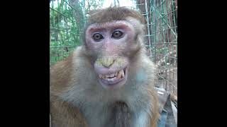 A Monkey Ready To Be Released | 解放される準備ができている猿 | Monkey | 猿 | قرد | Wildlife | Wild Animals #Shorts