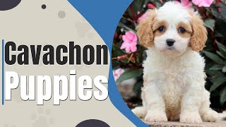 Cavachon Puppies | All you Need to Know !
