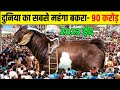 90          l   most expensive gotsbakraeid2023