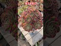 #윈터 #처음본순간 #shorts #plants #succulent #多肉植物 #핑크프린스 #다육널스