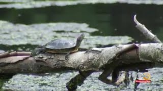 Construction began on revitalization project in FDR Park, causing dissatisfaction