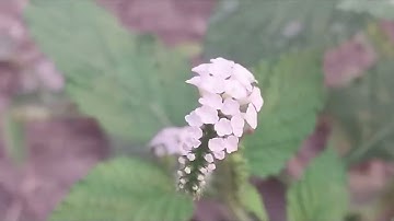 Uses of Heliotropium plant [công  dụng của cây vòi voi ]