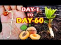 APRICOT SEEDLING - HOW TO GROW APRICOT TREE FROM SEEDS @Sprouting Seeds