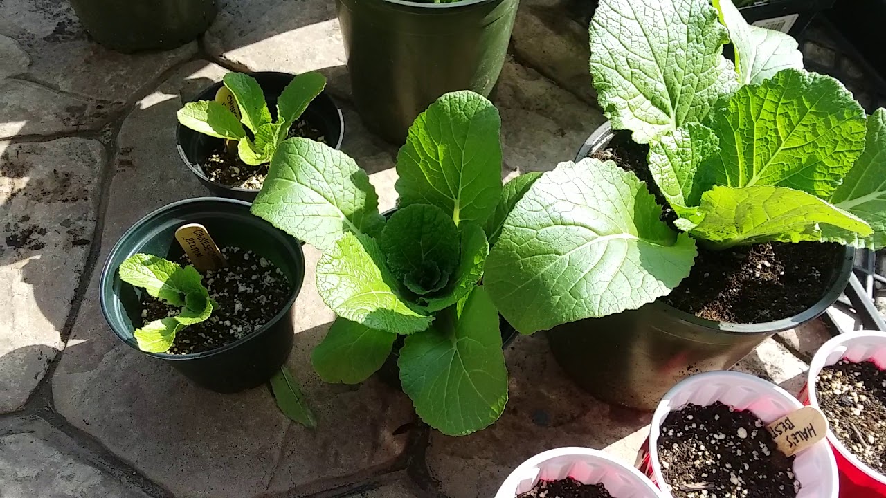 Simplified Winter Sow Method Step Size Update YouTube simplified-winter-sow-method-step-size-update-youtube