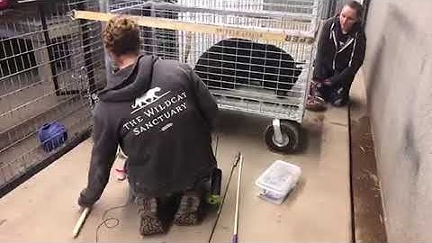 Operant Conditioning With Shazam Pt  2 🖤