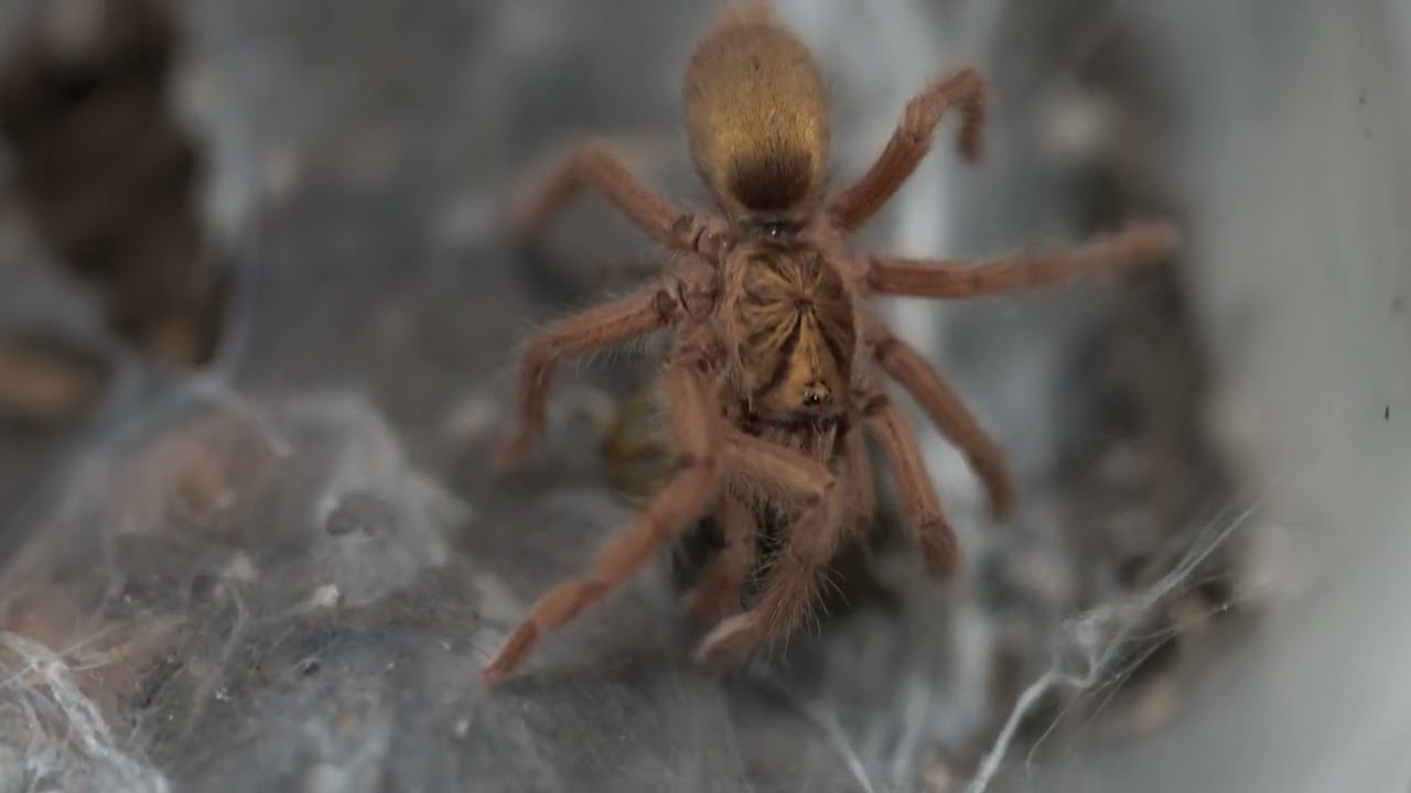dwarf tarantula