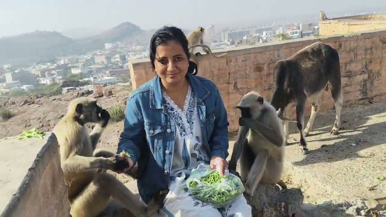 Monkey food- animal love